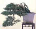 Kengai