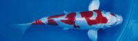 Carpa Kohaku